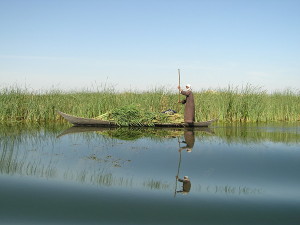 Marshland Dreams