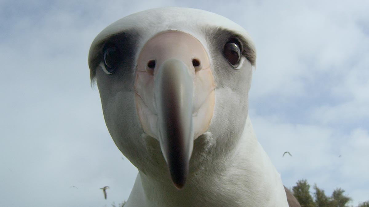 Albatross | Mountainfilm