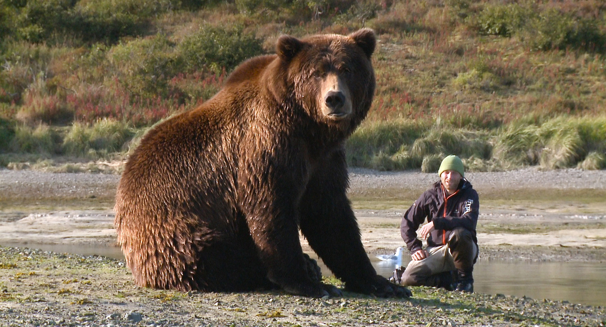 Bear-Like | Mountainfilm