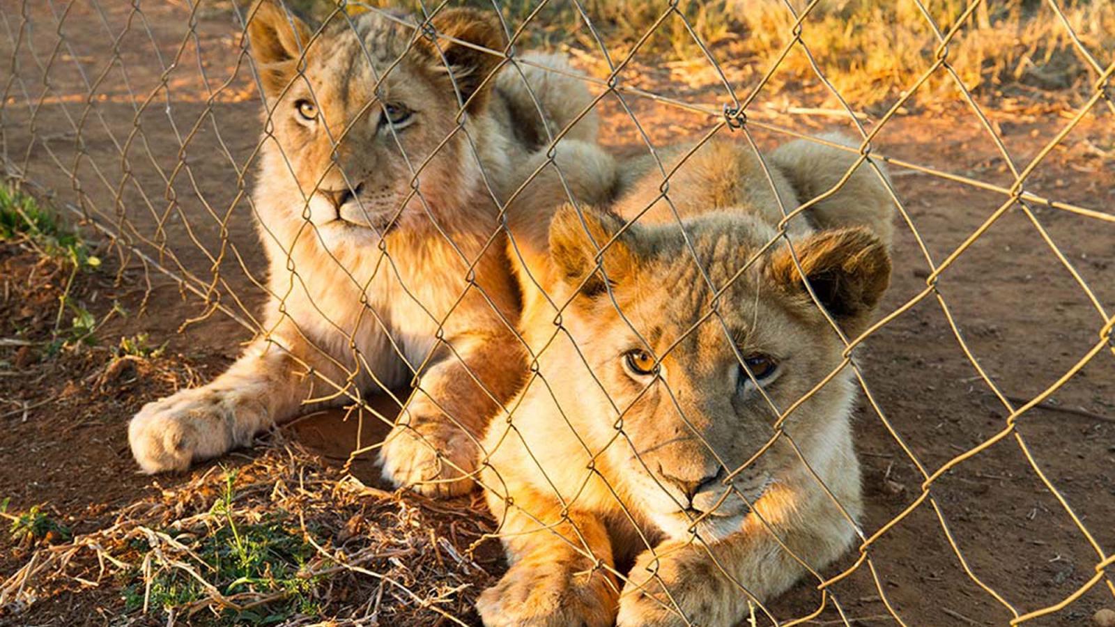 Blood Lions | Mountainfilm