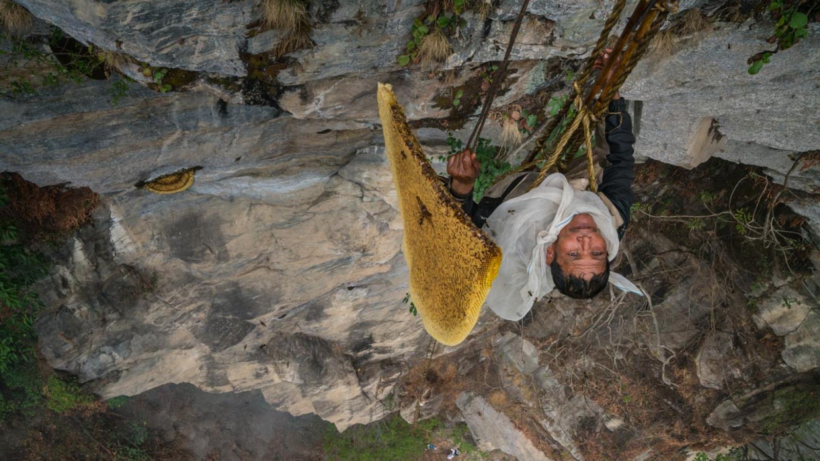 Honey Hunter Honey Hunter