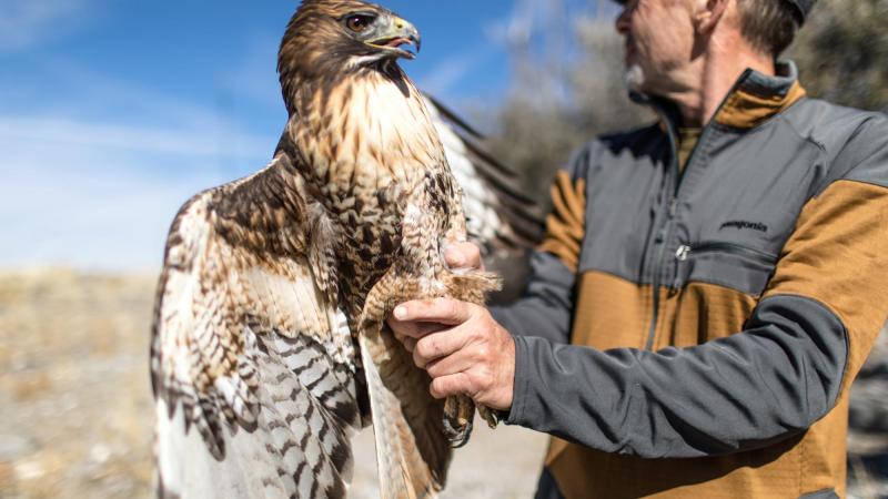 Sky Migrations Mountainfilm
