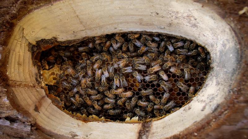 Film Still: Rewilding Honeybees