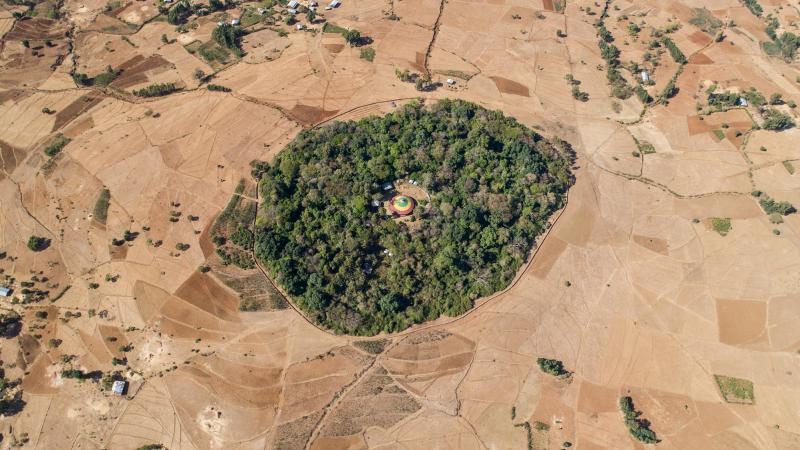 The Church Forests of Ethiopia
