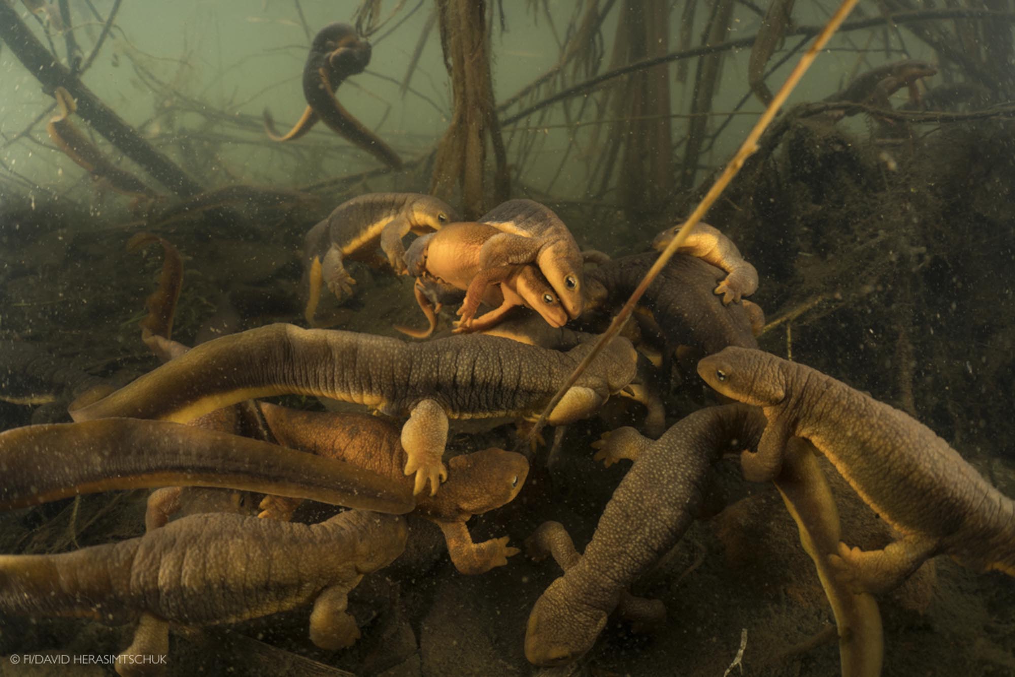 March of the Newts