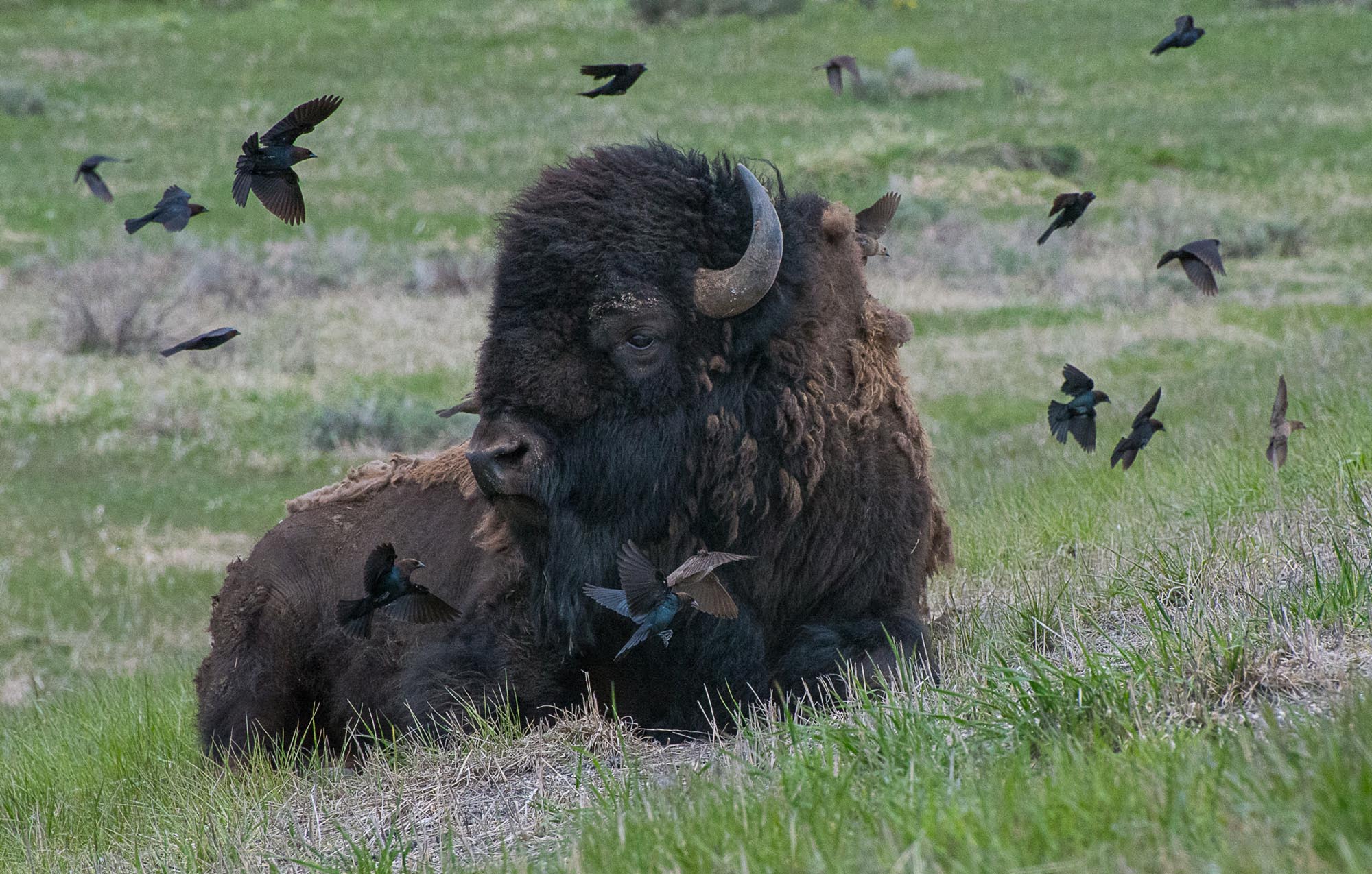 Our National Mammal