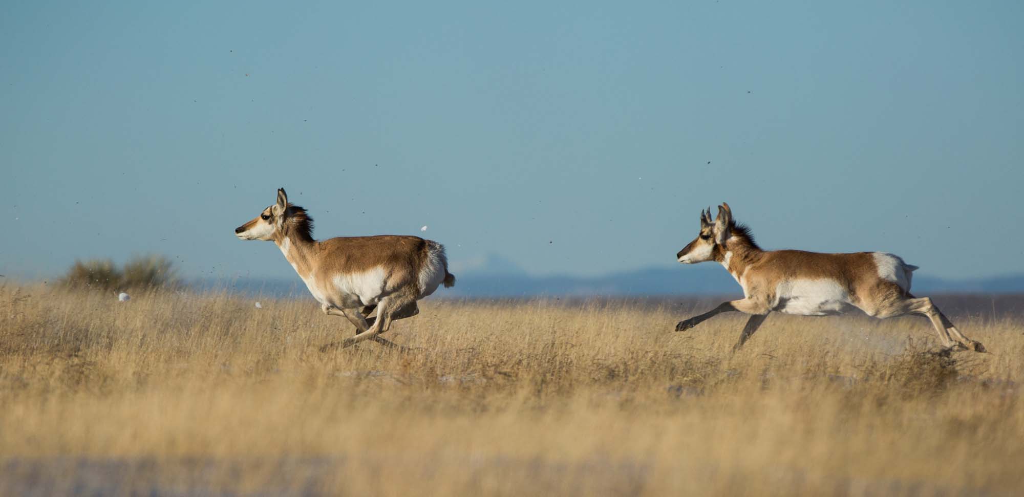 Pronghorn Revival