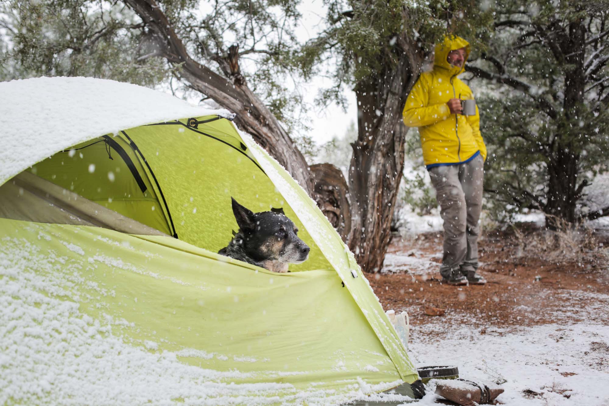 Ace and the Desert Dog