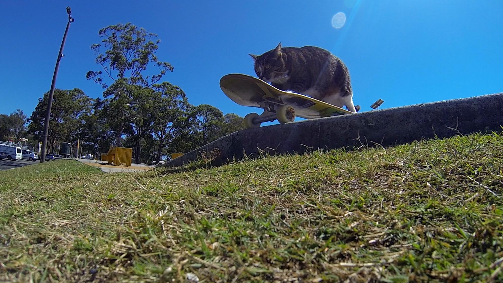 Didga the Skateboarding Cat