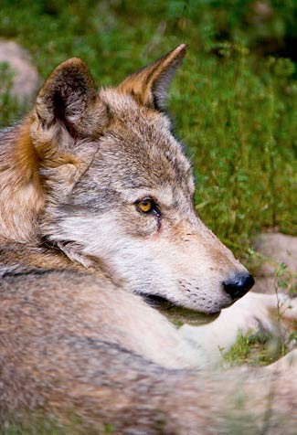 Wolf Hunting Season: A Vicious Cycle?