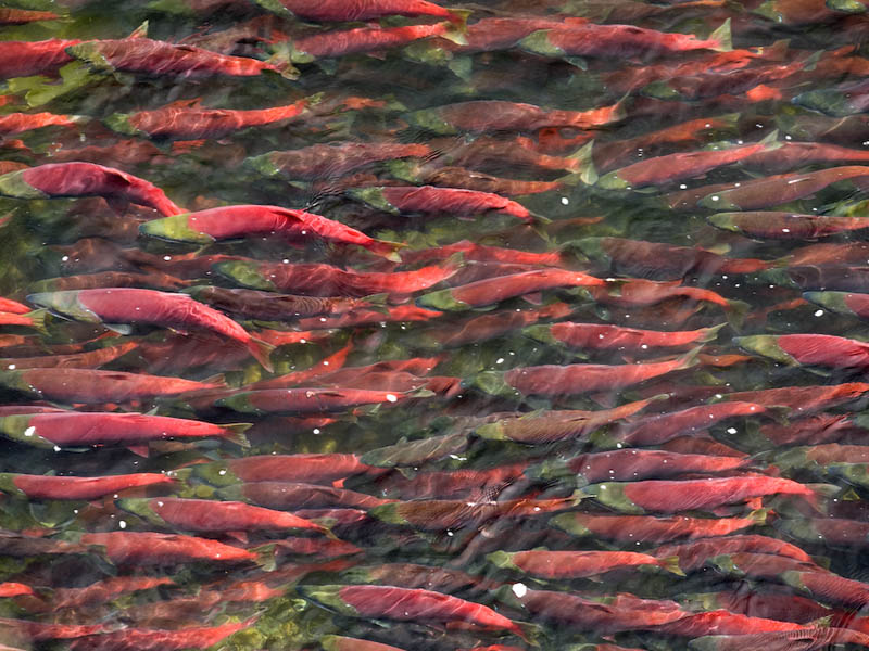 Bristol Bay Still Under Threat From Mining Development