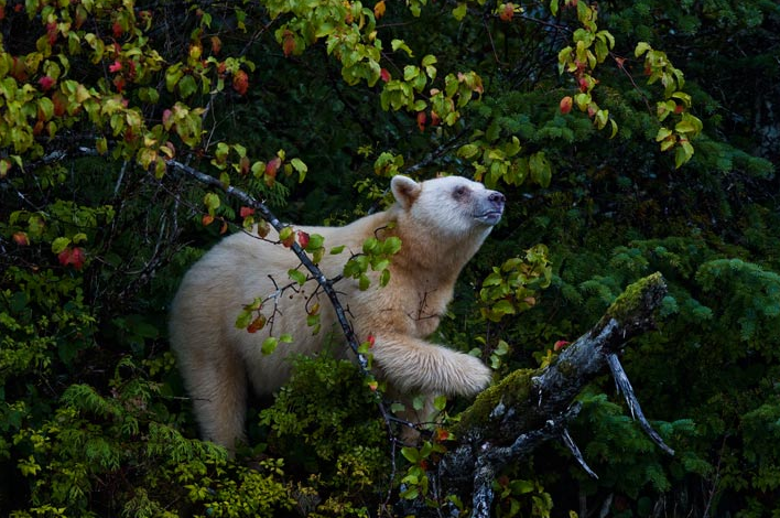 National Geographic: Photos & Story of the Spirit Bear of the Great Bear Rainforest