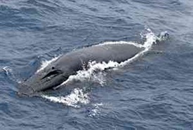 Protect Marine Mammals From the 250 Decibels Blasted During Seismic Surveys
