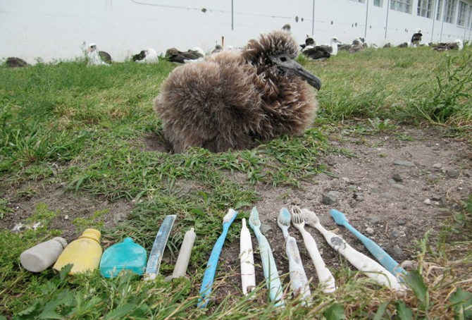 Update from Midway Journey: Plastic and Baby Albatross