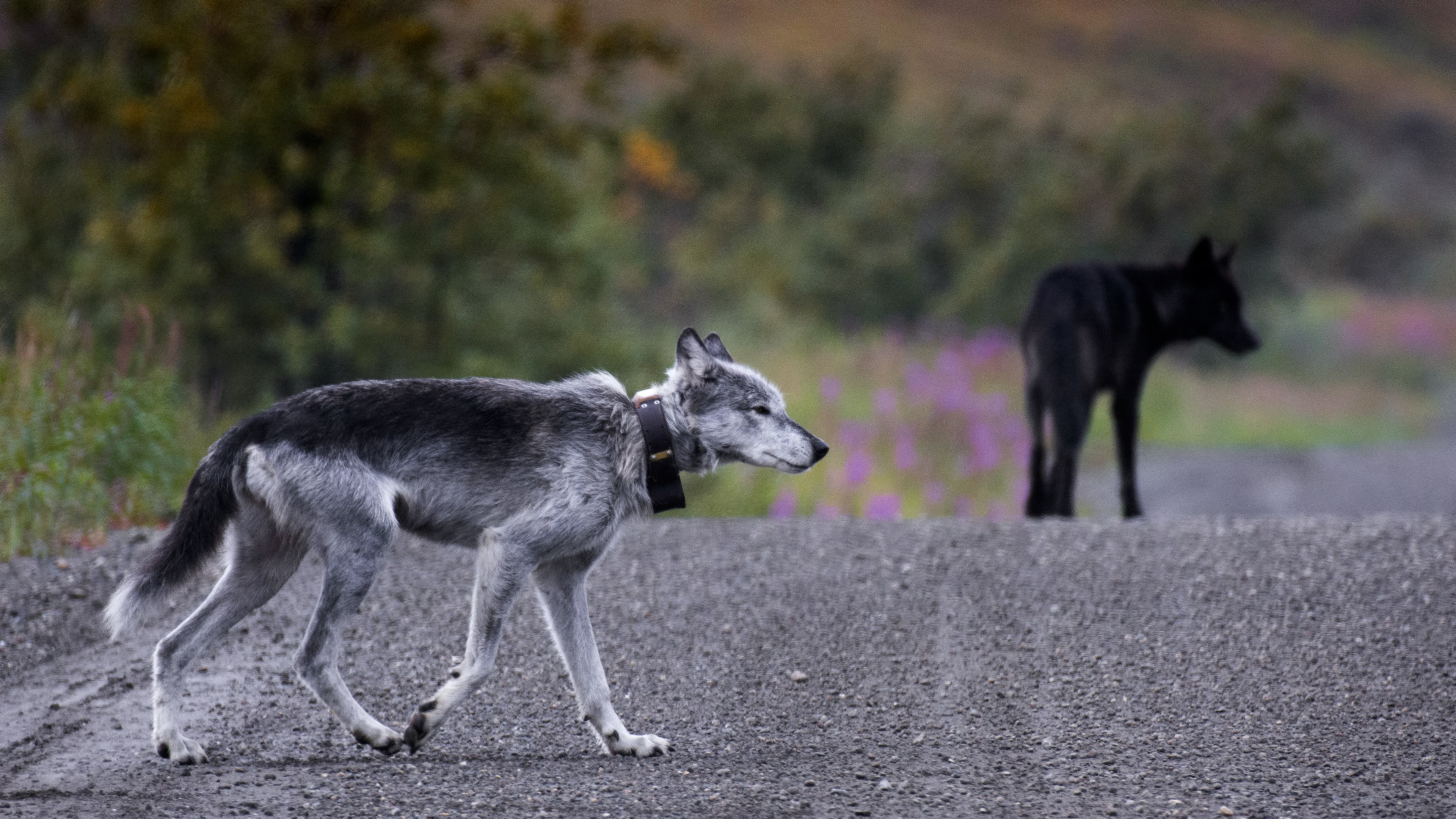 film still: A GOOD WOLF