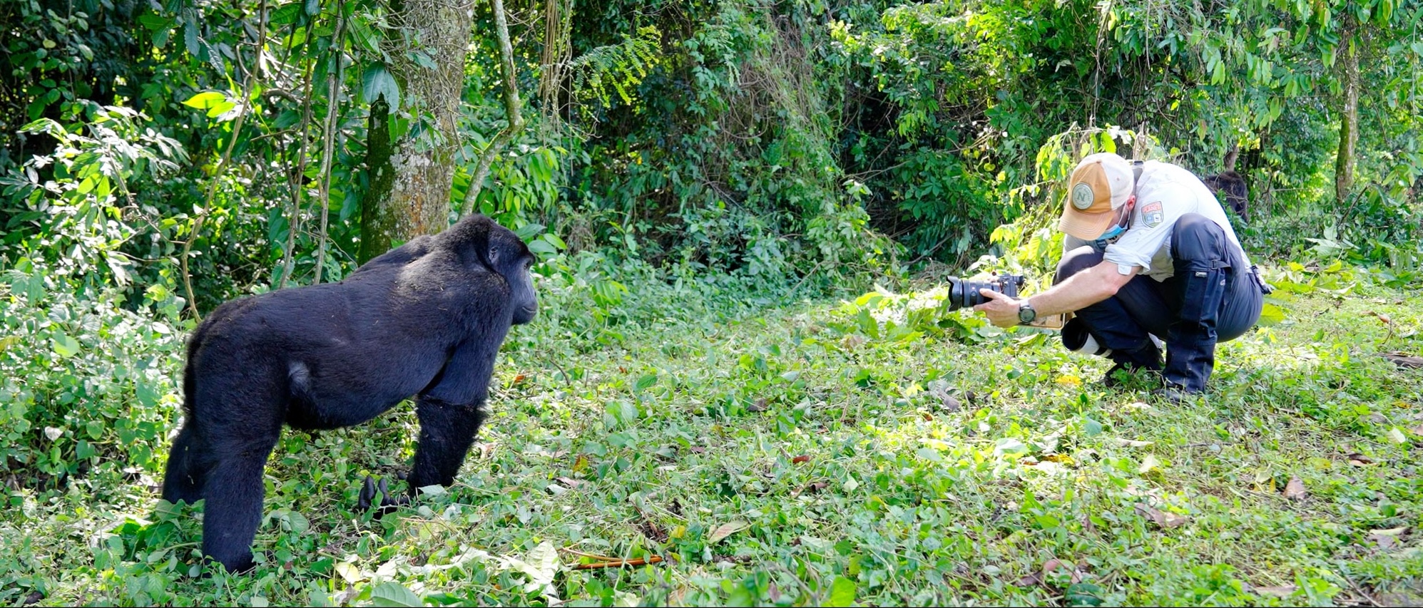 The Silverback